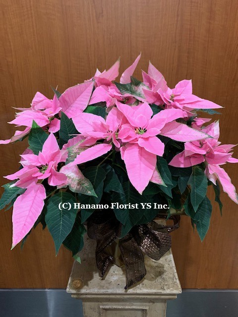 CMAS320 "PRINCETTIA" Pink Poinsettia ML in pot with a Ribbon